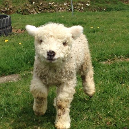 Rivendell Farm By Wigwam Holidays Carmarthen Exteriör bild