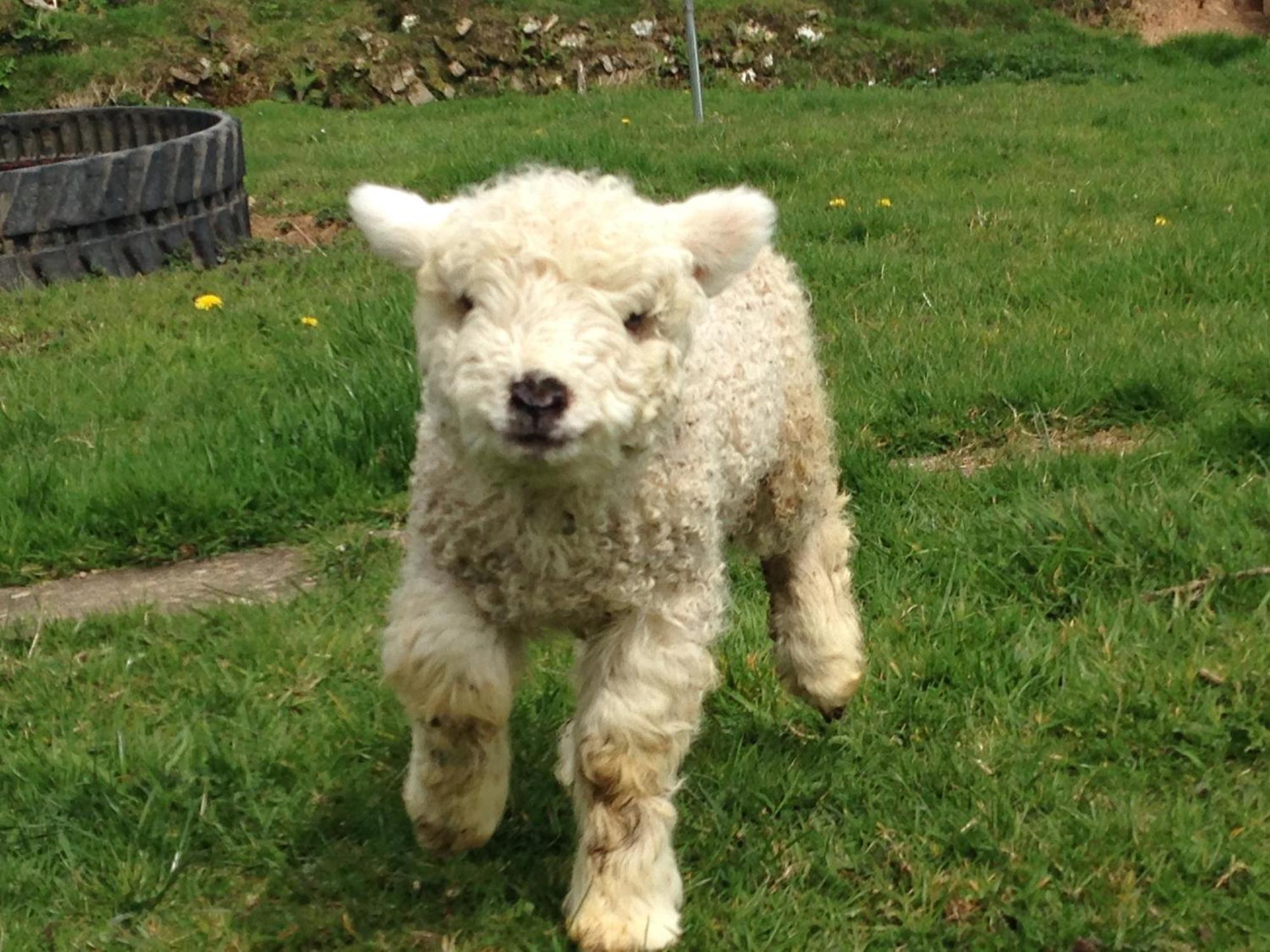 Rivendell Farm By Wigwam Holidays Carmarthen Exteriör bild